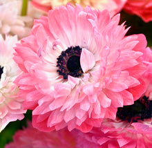Načíst obrázek do prohlížeče Galerie, Sasanka (Anemone) - " LEVANTE®", Rosa, 5ks
