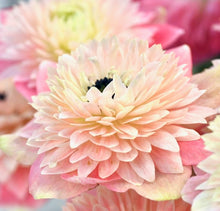 Načíst obrázek do prohlížeče Galerie, Sasanka (Anemone) - "LEVANTE®", Rosa Chiaro, 5ks
