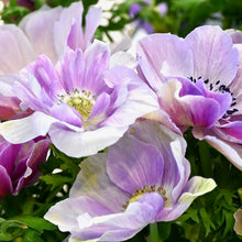 Načíst obrázek do prohlížeče Galerie, Sasanka (Anemone) - " MISTRAL PLUS®", Rarity, 5ks
