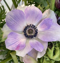 Načíst obrázek do prohlížeče Galerie, Sasanka (Anemone) - " MISTRAL PLUS®", Rarity, 5ks
