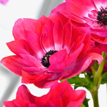 Načíst obrázek do prohlížeče Galerie, Sasanka (Anemone) - "MISTRAL®", Magenta, 5ks
