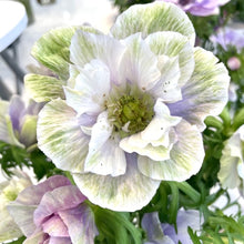 Načíst obrázek do prohlížeče Galerie, Sasanka (Anemone) - "MISTRAL®", Pale, 5ks
