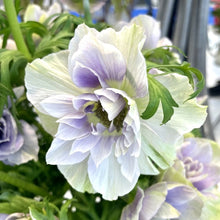 Načíst obrázek do prohlížeče Galerie, Sasanka (Anemone) - "MISTRAL®", Pale, 5ks
