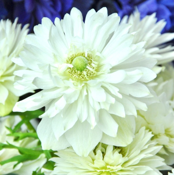 Sasanka (Anemone) Coronaria - 