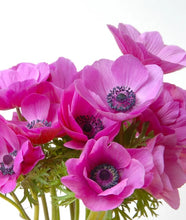 Načíst obrázek do prohlížeče Galerie, Sasanka (Anemone) Coronaria - &quot;Sylphide&quot;, 5ks
