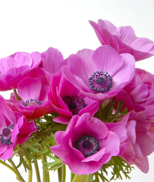 Sasanka (Anemone) Coronaria - 