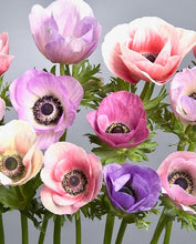 Načíst obrázek do prohlížeče Galerie, Sasanky (Anemone) Coronaria - Mix pastelových barev, 5ks
