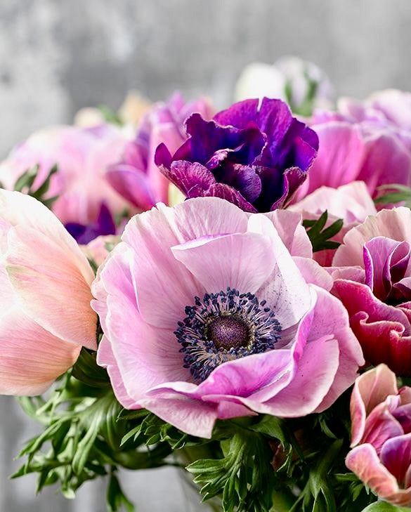 Sasanky (Anemone) Coronaria - Mix pastelových barev, 5ks