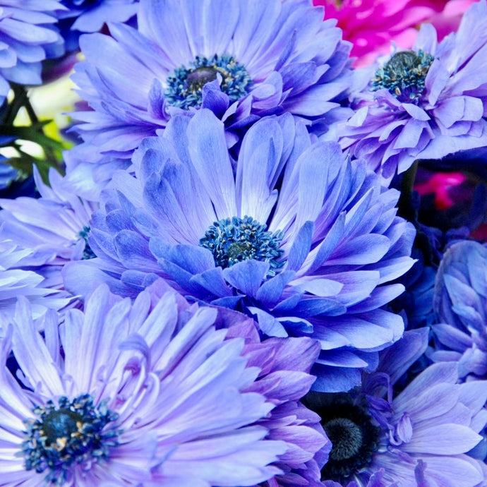 Sasanka (Anemone) Coronaria - 