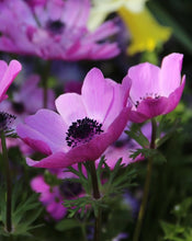 Načíst obrázek do prohlížeče Galerie, Sasanka (Anemone) Coronaria - &quot;Sylphide&quot;, 5ks
