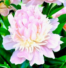 Načíst obrázek do prohlížeče Galerie, Pivoňka - "Angel Cheeks",  1ks
