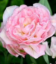 Načíst obrázek do prohlížeče Galerie, Tulipán - &quot;Angélique&quot;, 6ks, 12ks
