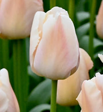 Načíst obrázek do prohlížeče Galerie, Tulipán - "Apricot Pride®", 5ks nebo 10ks
