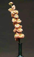 Načíst obrázek do prohlížeče Galerie, Fiala sivá - &quot;Stock. Column&quot;, Apricot
