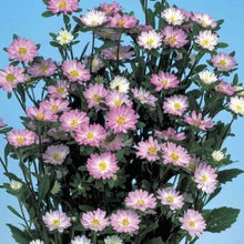 Načíst obrázek do prohlížeče Galerie, Astra čínská - &quot;Serenade&quot;, Rose Tipped White
