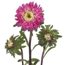 Načíst obrázek do prohlížeče Galerie, Astra čínská - &quot;Azumi XL&quot;, Rose
