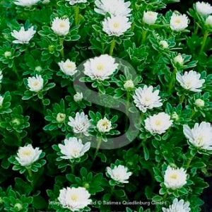 Astra - 