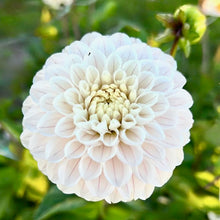 Načíst obrázek do prohlížeče Galerie, Jiřina - "Bazuin Snow Owl", 1ks
