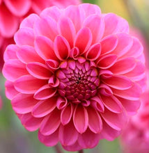 Načíst obrázek do prohlížeče Galerie, Jiřina - &quot;Bazuin Pink&quot;, 1ks
