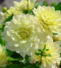 Načíst obrázek do prohlížeče Galerie, Jiřina - "Berliner Lemon", 1ks
