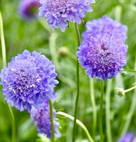 Hlaváč tmavonachový - 