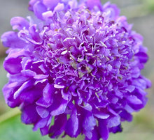 Načíst obrázek do prohlížeče Galerie, Hlaváč tmavonachový - &quot;Blue Cockade&quot;
