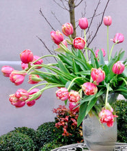 Načíst obrázek do prohlížeče Galerie, Tulipán - &quot;Renown Unique&quot;, 5ks
