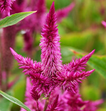 Načíst obrázek do prohlížeče Galerie, Nevadlec klasnatý - &quot;Celway&quot;, Purple
