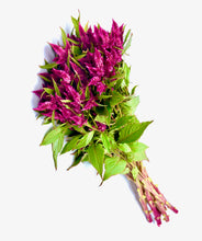 Načíst obrázek do prohlížeče Galerie, Nevadlec klasnatý - &quot;Celway&quot;, Purple
