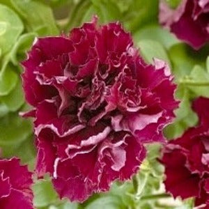 Petúnie Grandiflora  - 