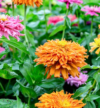 Načíst obrázek do prohlížeče Galerie, Ostálka (Cínie) lepá - &quot;Chrysanthemum&quot;, Mix barev
