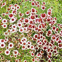 Načíst obrázek do prohlížeče Galerie, Krásnoočko dvoubarevné - &quot;Hybrida&quot;, Incredible! Swirl

