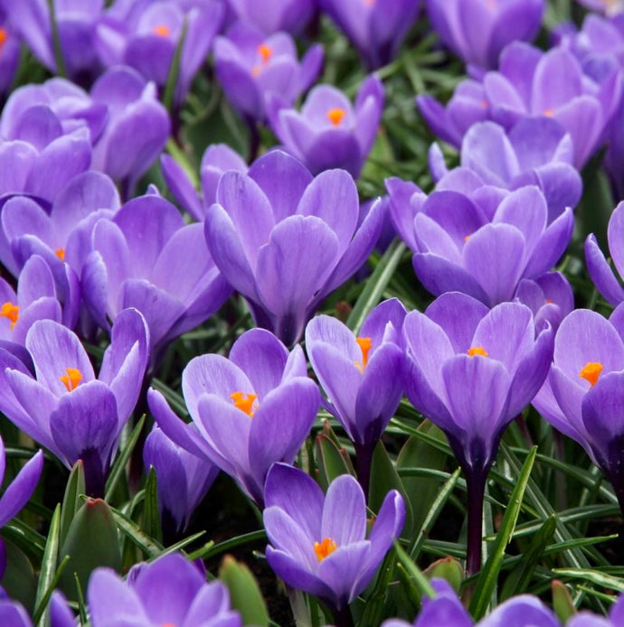 Krokus jarní - 