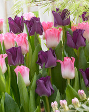 Načíst obrázek do prohlížeče Galerie, Tulipán - &quot;Crown of Negrita&quot;, 5ks

