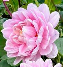 Načíst obrázek do prohlížeče Galerie, Jiřina - "Bracken Ballerina", 1ks
