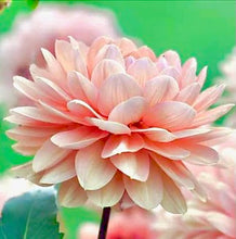 Načíst obrázek do prohlížeče Galerie, Jiřina - "Chateau de la Bourdaisiere", 1ks
