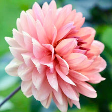 Načíst obrázek do prohlížeče Galerie, Jiřina - "Chateau de la Bourdaisiere", 1ks
