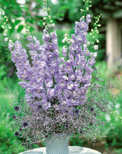 Načíst obrázek do prohlížeče Galerie, Ostrožka vyvýšená - &quot;F1 Aurora&quot;, Lavender
