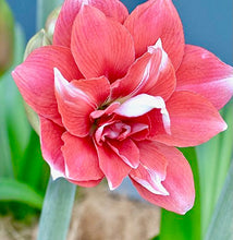 Načíst obrázek do prohlížeče Galerie, Hvězdník (Amaryllis) - &quot;Double Dream&quot;®

