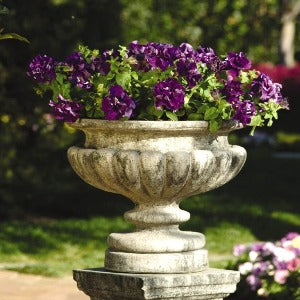 Petúnie Grandiflora - 