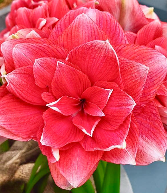 Hvězdník (Amaryllis) - 
