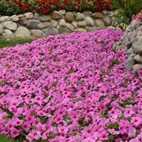 Načíst obrázek do prohlížeče Galerie, Petúnie - &quot;F1 Easy Wave®&quot;, Pink Passion
