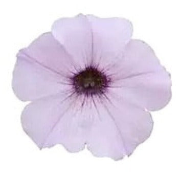 Petúnie - 