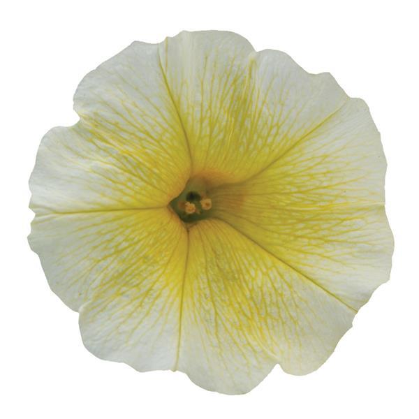 Petúnie -