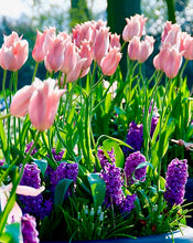 Načíst obrázek do prohlížeče Galerie, Tulipán - &quot;Salmon Impression&quot;, 5ks, 10ks
