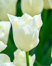 Načíst obrázek do prohlížeče Galerie, Tulipán - &quot;Yankee&quot;, 5ks, 10ks
