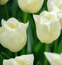 Načíst obrázek do prohlížeče Galerie, Tulipán - &quot;Yankee&quot;, 5ks, 10ks
