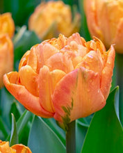 Načíst obrázek do prohlížeče Galerie, Tulipán - &quot;Lorenzo&quot;, 5ks, 10ks
