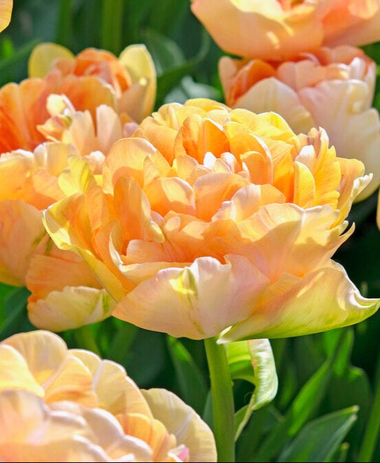 Tulipán - 