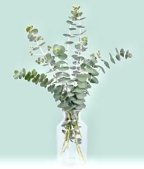 Blahovičník (Eucalyptus) stříbrný - 